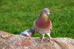 080330 - Piccioni (Bellinzona)