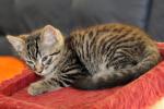 080730 - Gattini (Lully)