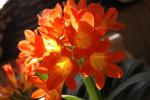 Piante e fiori