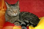 My cat Scintilla