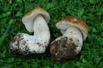 050917 - Funghi (Campra)