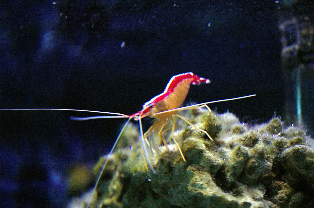 DSC_6018